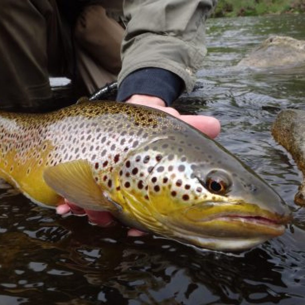 Ontario's Best Brown Trout Rivers