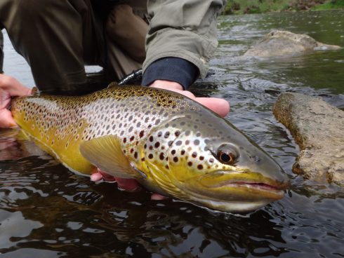 Ontario's Best Brown Trout Rivers