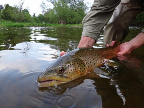 We guide for brown trout, brook trout, and steelhead.