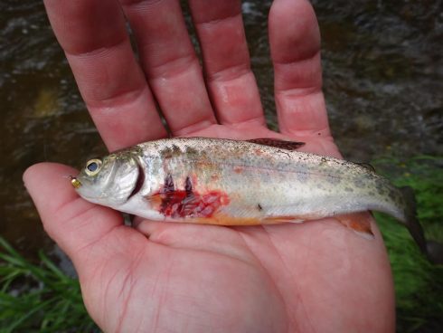 What do Ontario Brown Trout eat?