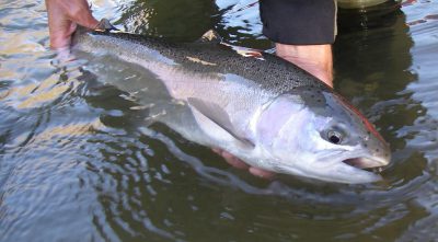 Winter Steelhead Fishing Season – The Best Time of the Year! - Hammer Down  HD River Excursions