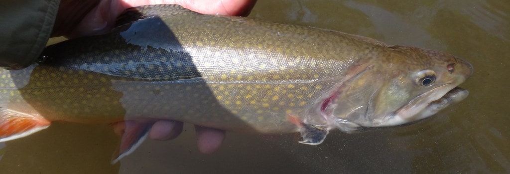 Brook Trout fishing In Ontario