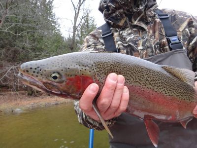 A colored up late fall male steelhead