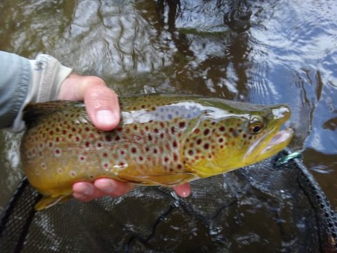 Brown trout from the Boyne river