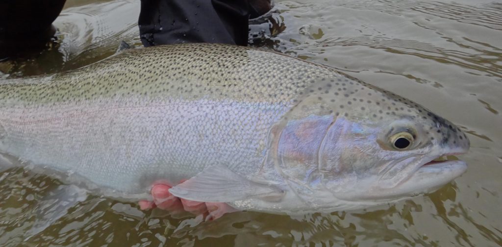 An Ontario steelhead