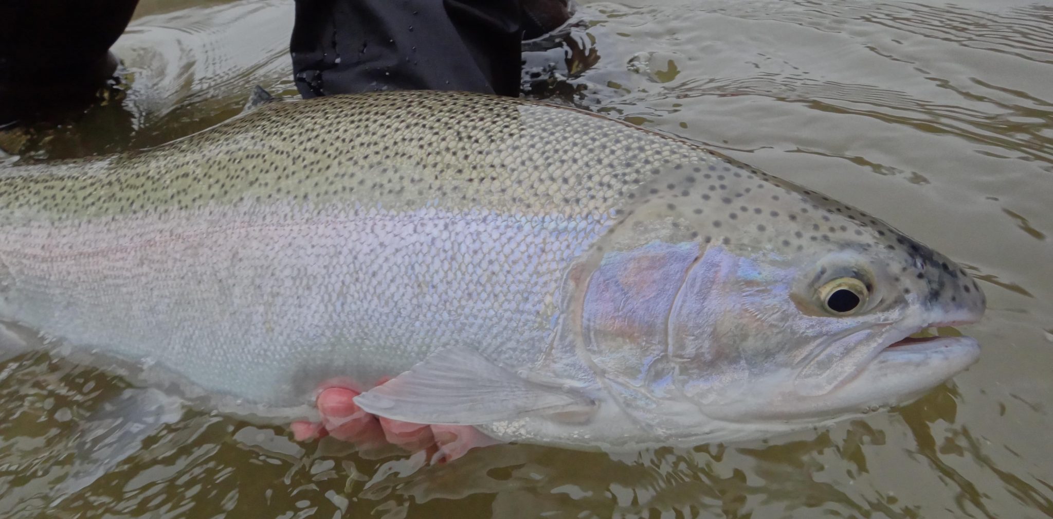 Best Steelhead Rods - A Perfect Drift