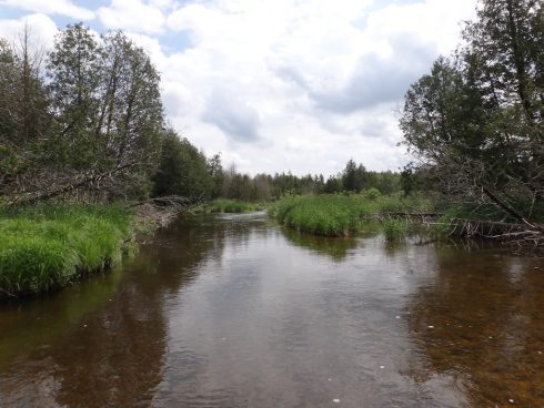 Fishing the Beatty Saugeen River