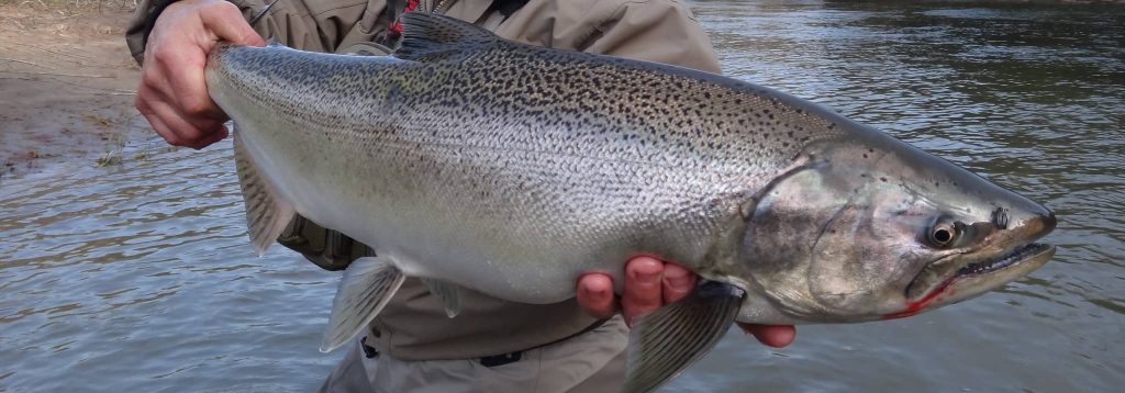 Ontario Canada Salmon Fishing Garden River Ont Pink Chinook Coho