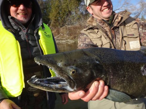 Ontario Salmon