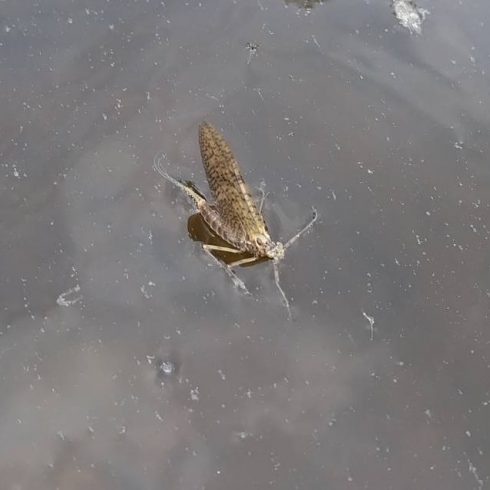 Dry Fly Fishing For Brown Trout