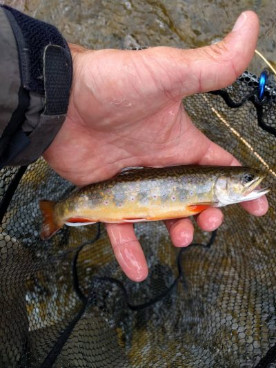 Fishing for Ontario Brook Trout