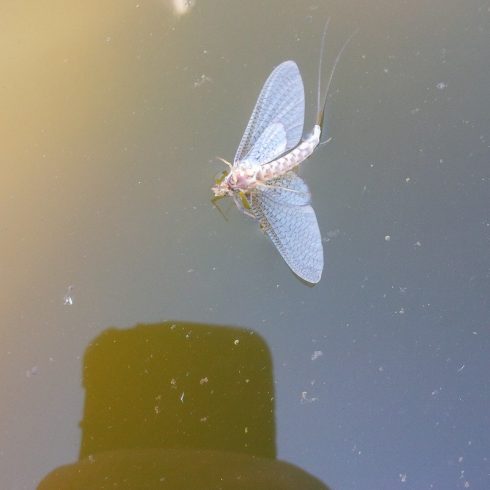 Dry Fly fishing in Ontario