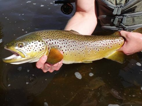 Grand River brown trout