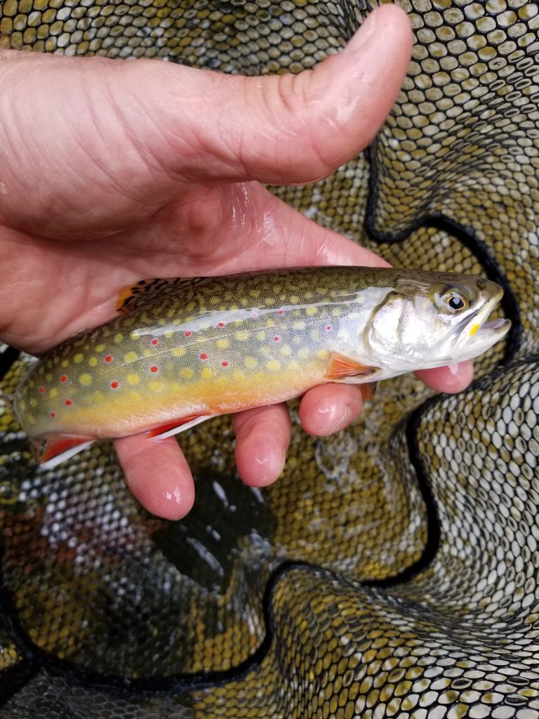 Brook trout from the Pine river