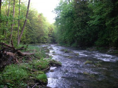 Fishing small streams in Ontario