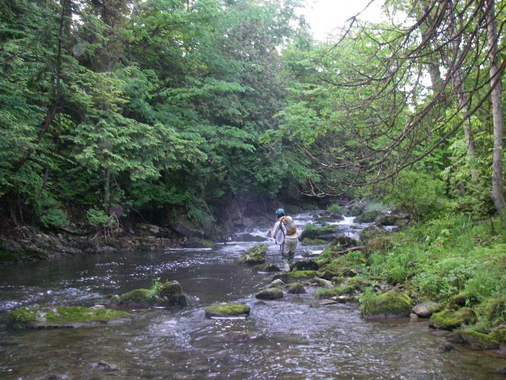 Fishing the Sydenham River