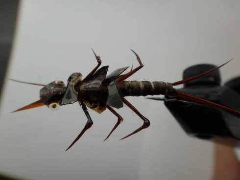 A nymph fly pattern for Ontario Trout