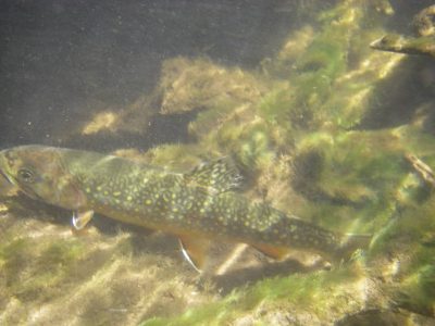 Fly Fishing For Ontario Brook Trout