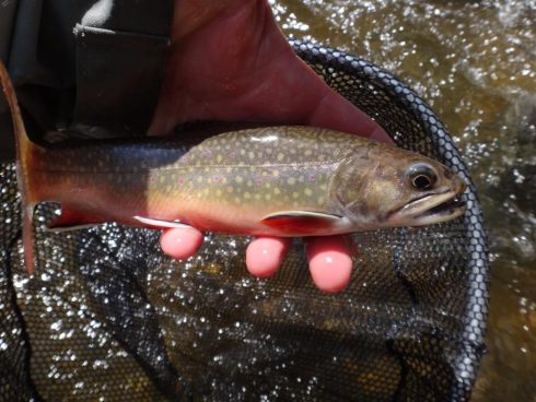 Fishing the Noisy River