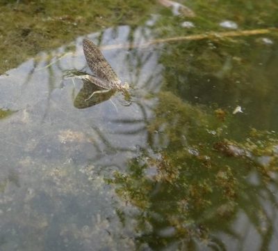 Dry Fly Fishing For Ontario Steelhead