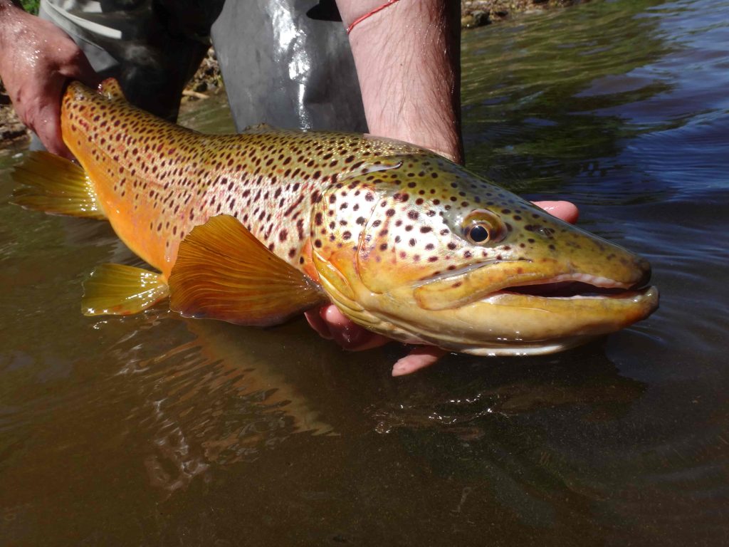 Fishing the Grand river means big browns like this one