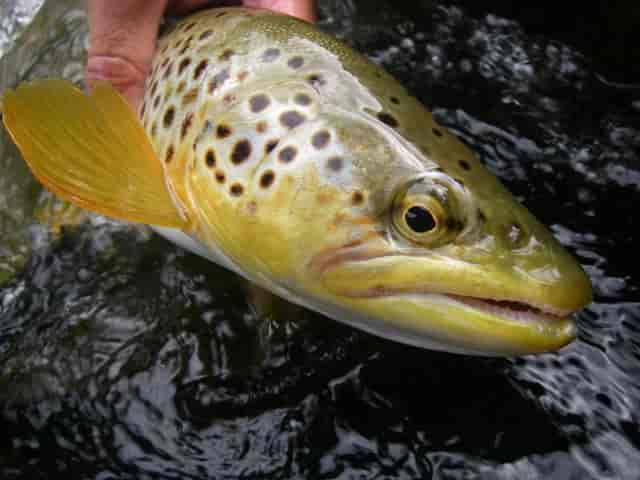 Fishing the Humber River - A Perfect Drift