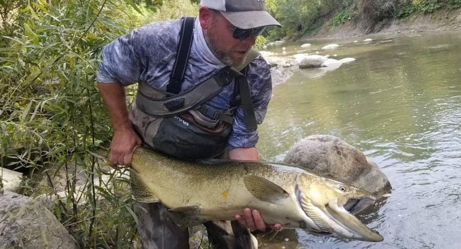 An Ontario salmon caught on a small Ontario river