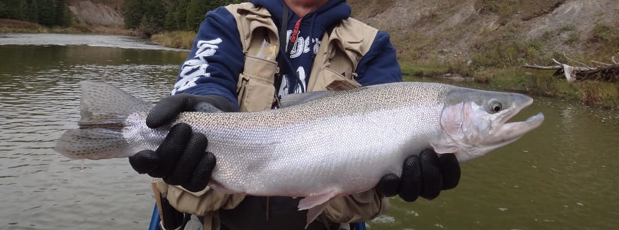 Steelhead Guide Trips in Ontario