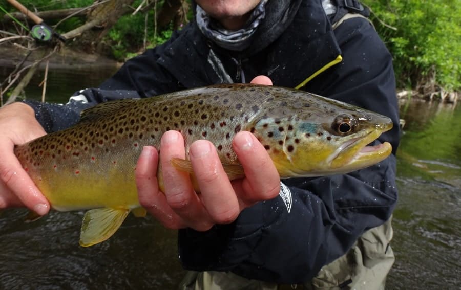 An Ontario caught brown trout